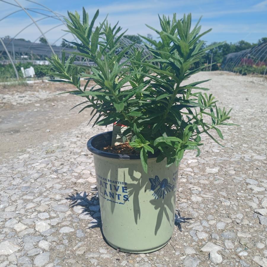 Asclepias tuberosa 'Hello Yellow'