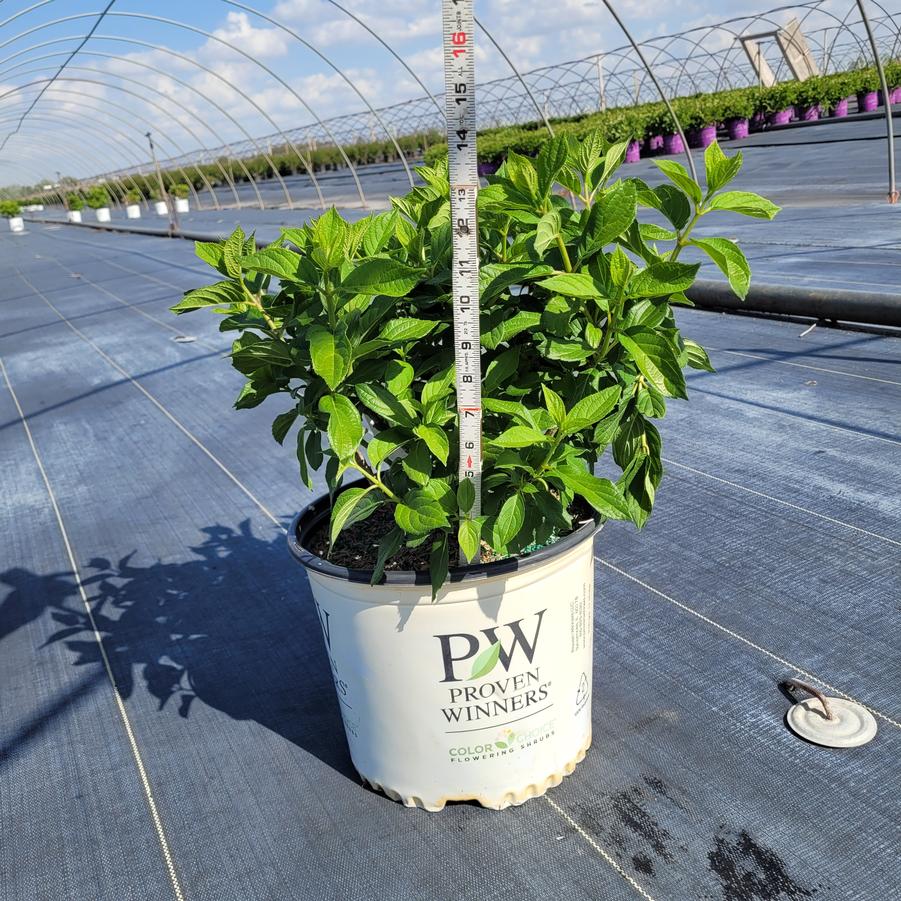 Hydrangea paniculata Little Lime Punch®