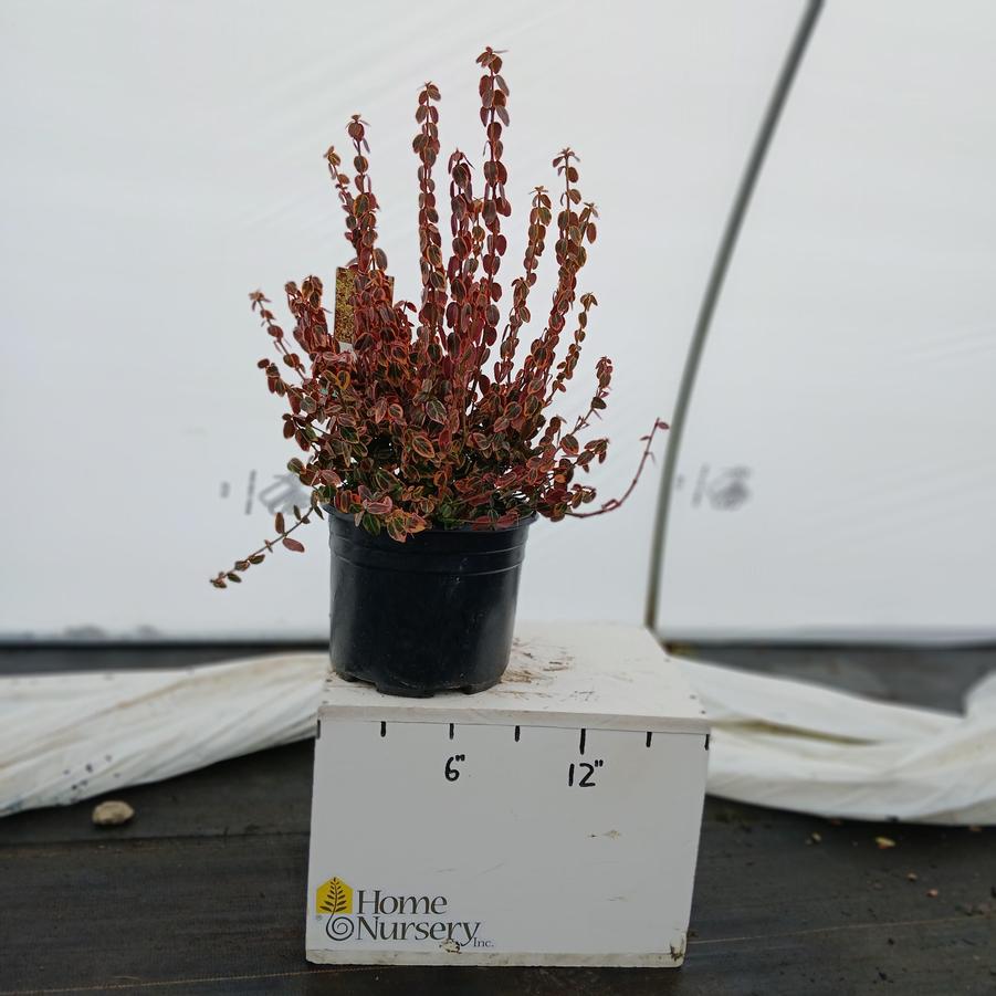 Euonymus fortunei 'Emerald 'n' Gold'