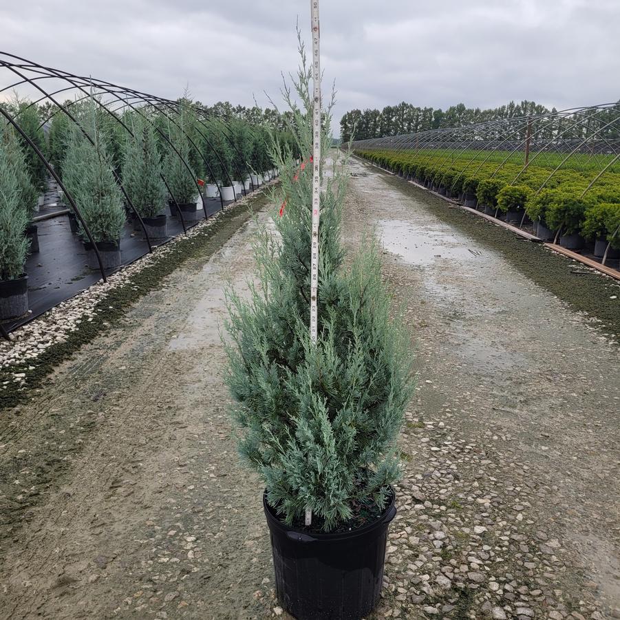 Juniperus scopulorum 'Wichita Blue'