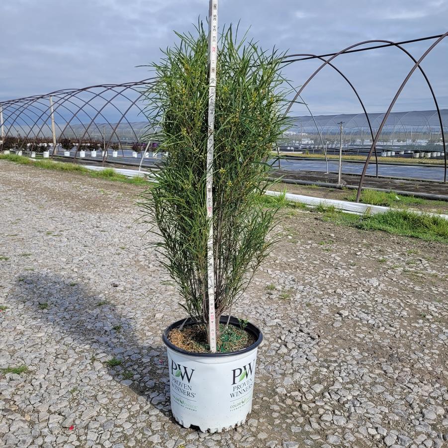 Rhamnus frangula Fine Line® Improved
