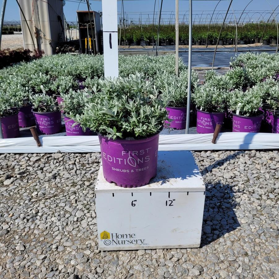 Salix candida Iceberg Alley®