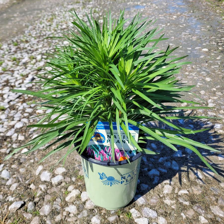Liatris spicata 
