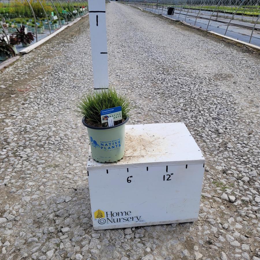 Carex pennsylvanica 