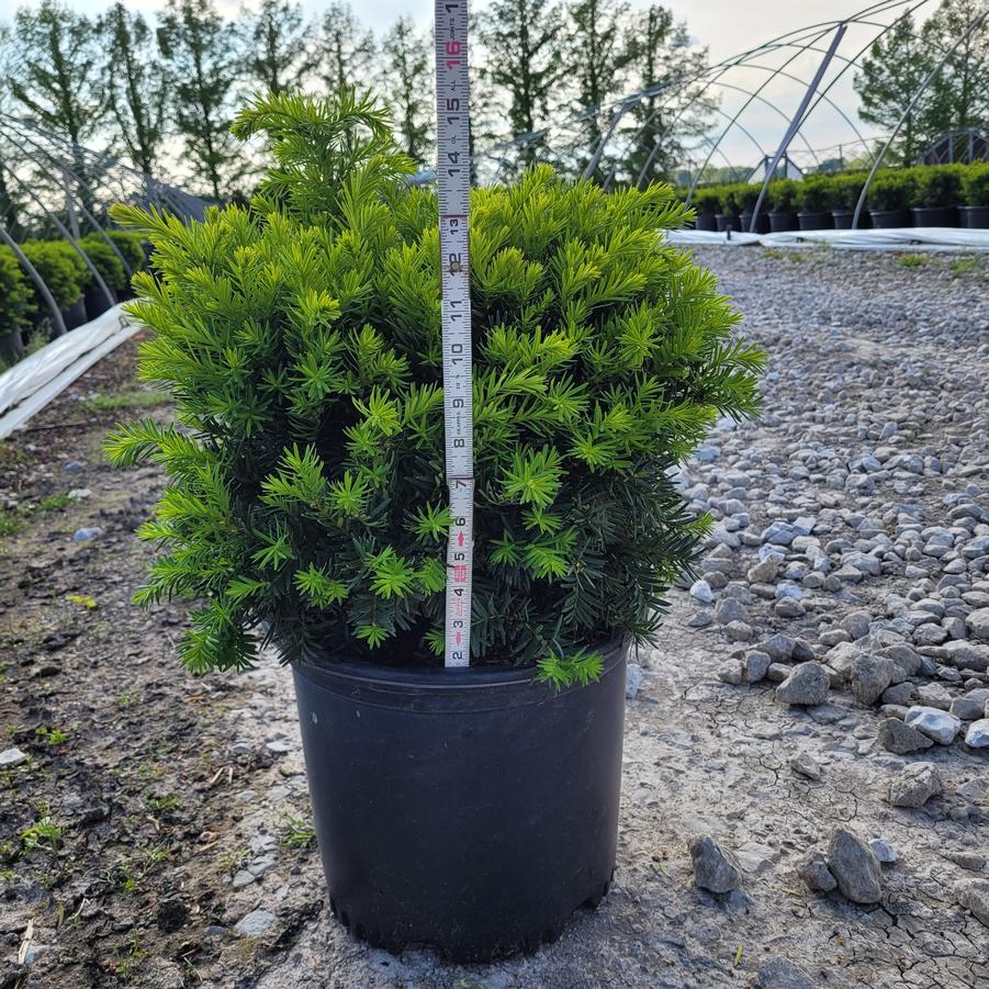 Taxus x media 'Densiformis'