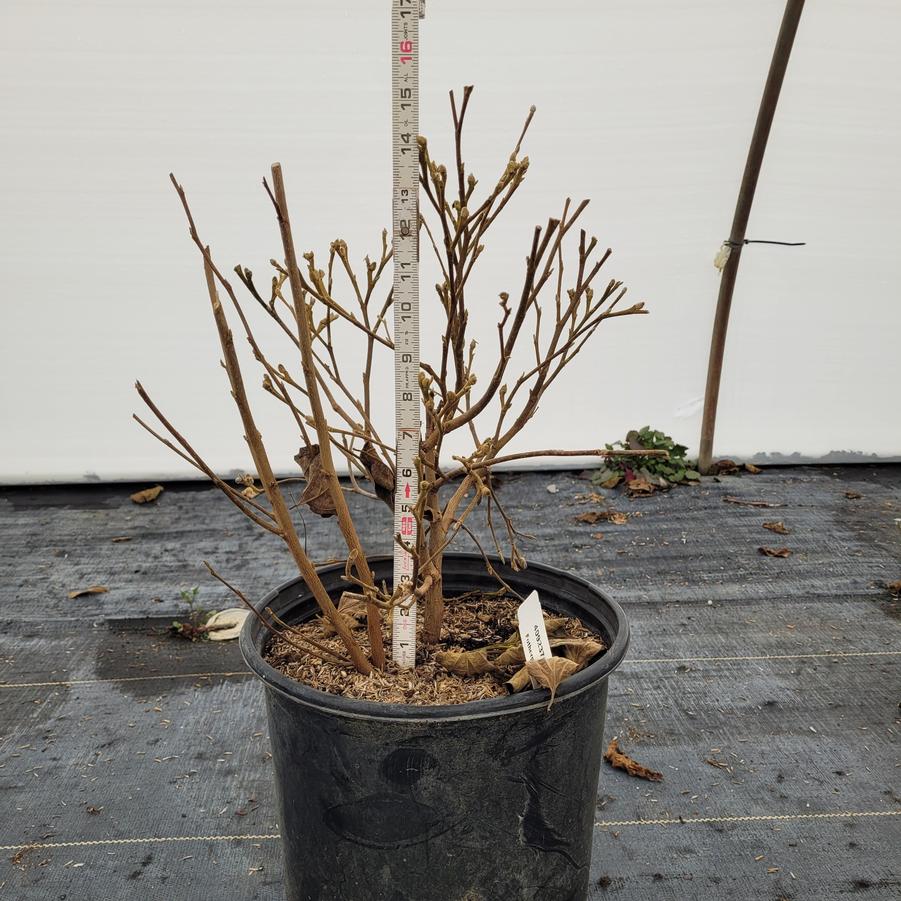 Fothergilla gardenii 