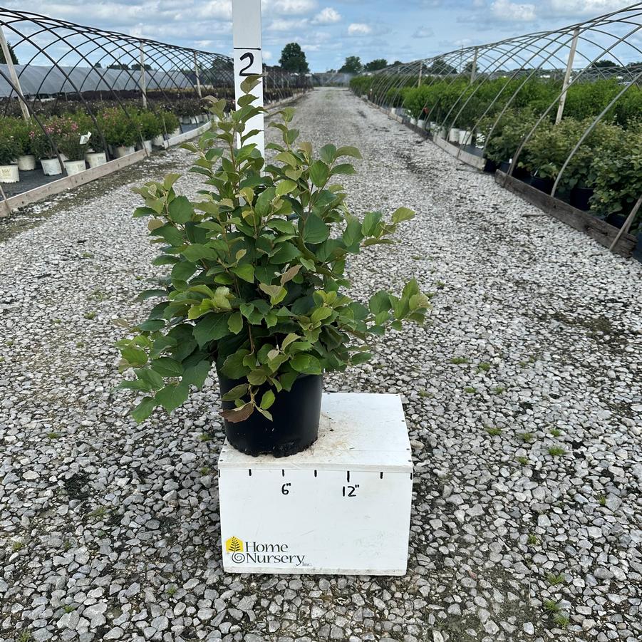 Fothergilla x 'Mount Airy'