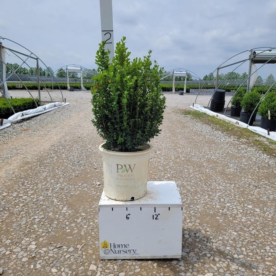 Buxus microphylla Sprinter®