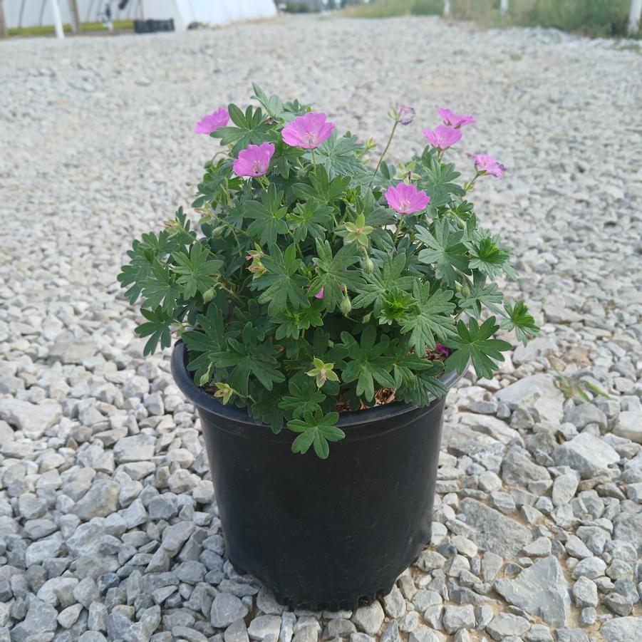 Geranium sanguineum 'Max Frei'