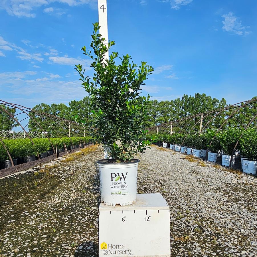 Ilex x meserveae Castle Spire®