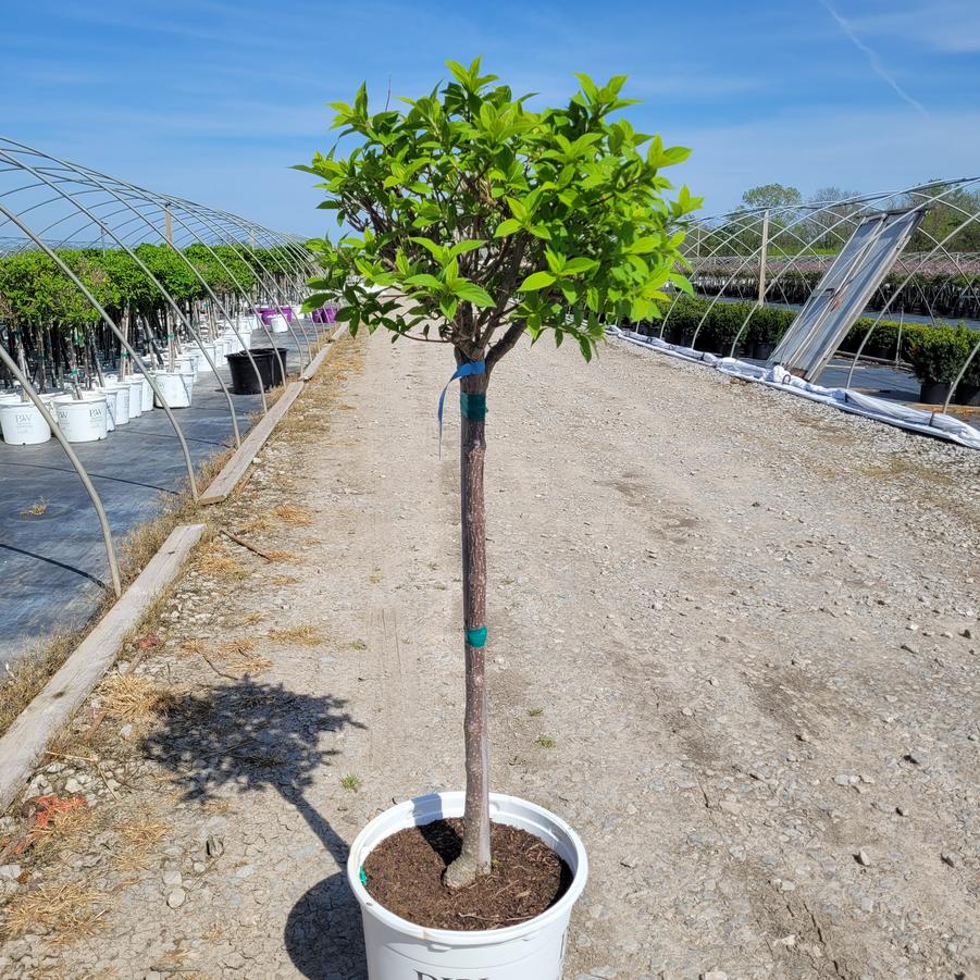 Hydrangea paniculata Limelight' tree form