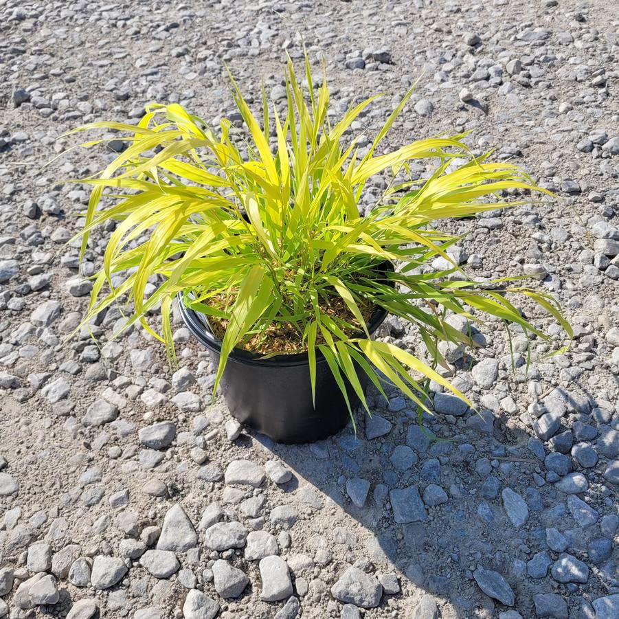 Hakonechloa macra 'All Gold'