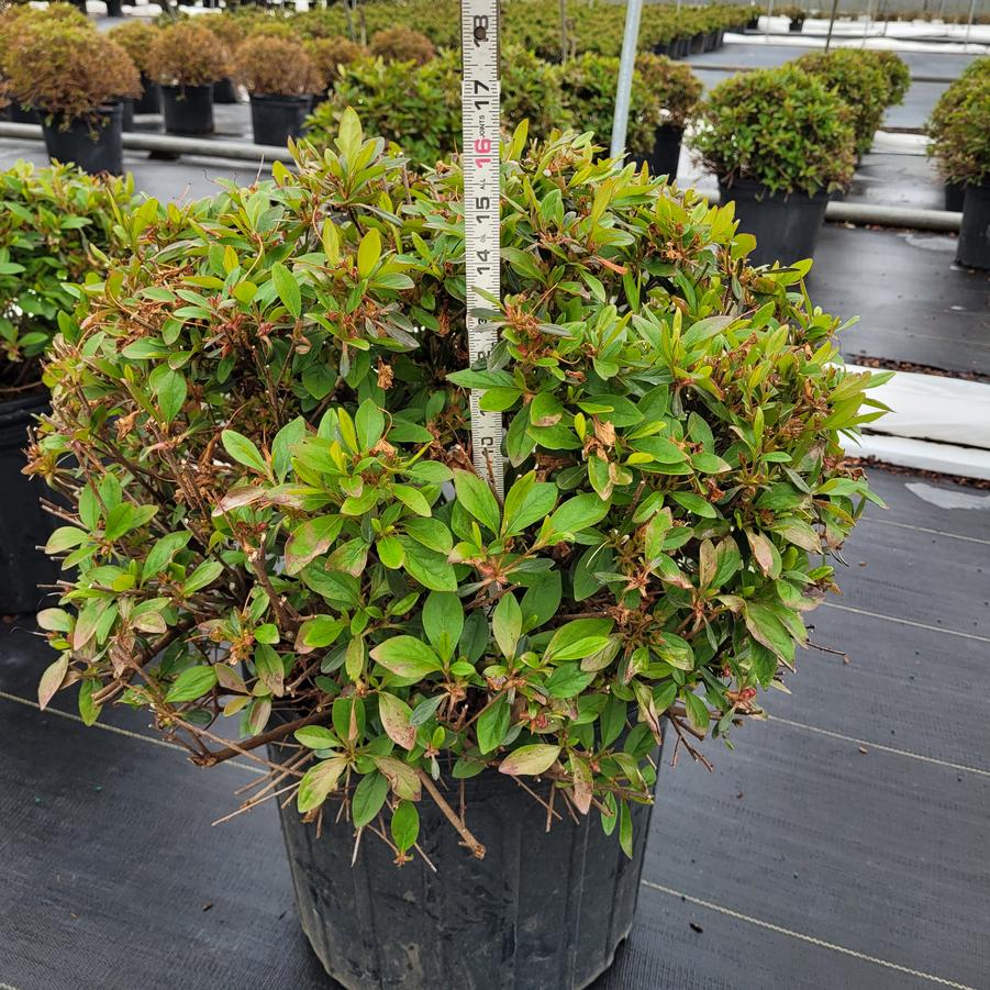 Rhododendron x 'Karen'