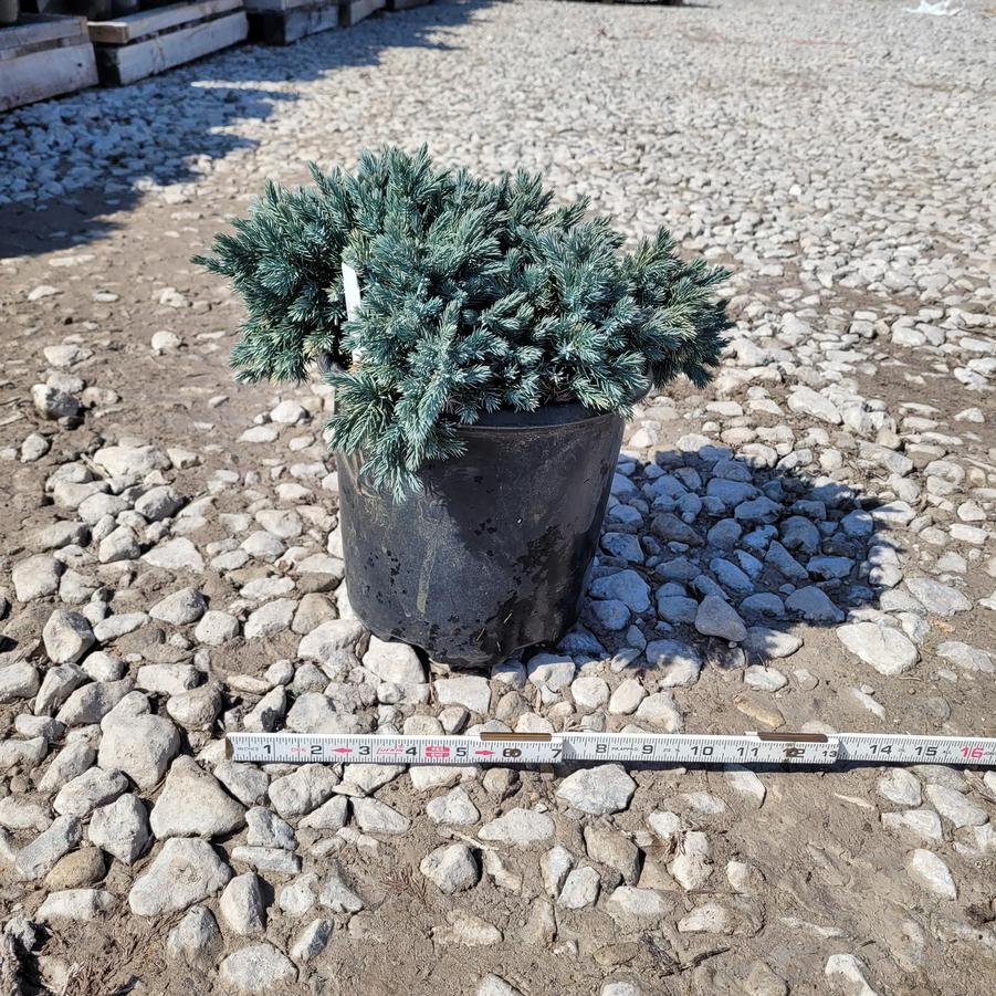 Juniperus squamata 'Blue Star'
