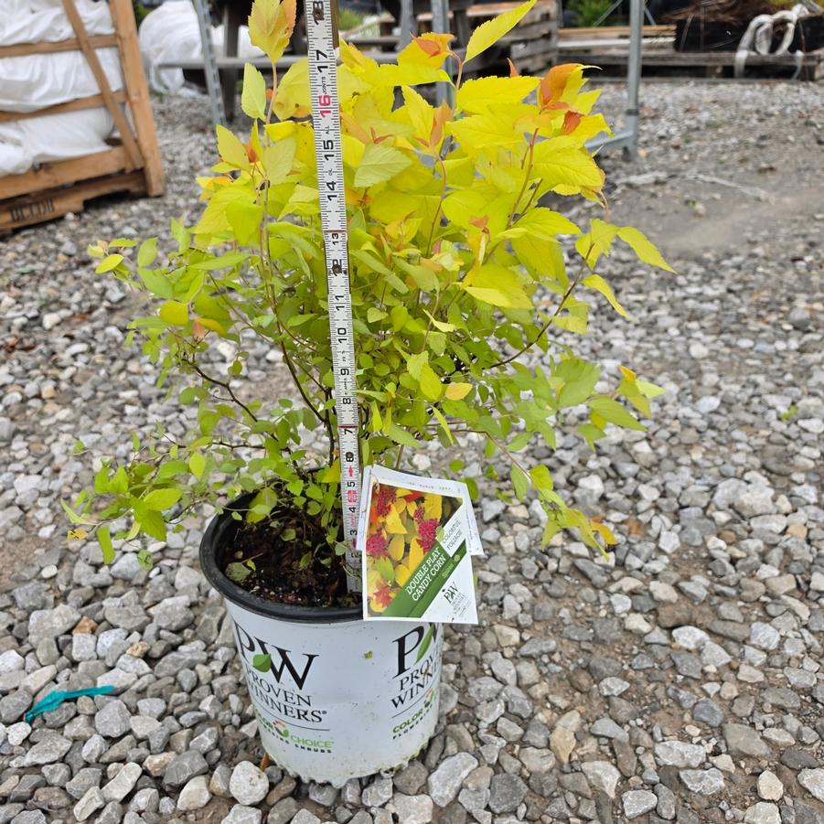 Spiraea japonica Double Play® Candy Corn®
