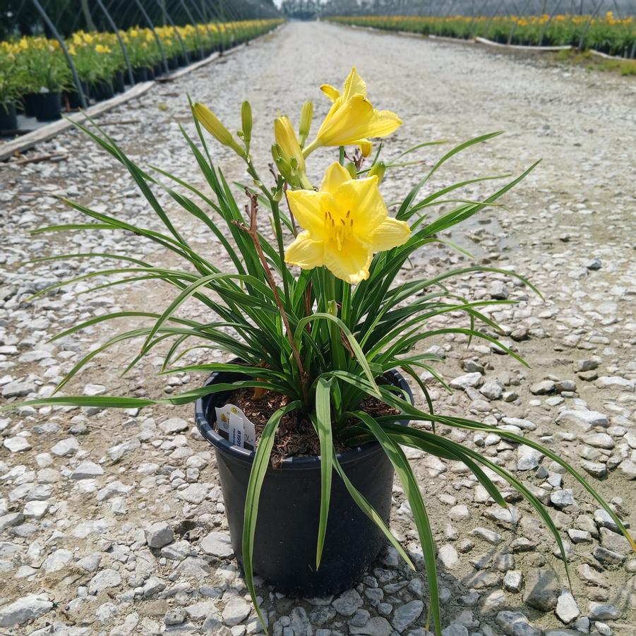 Hemerocallis 'Happy Returns'