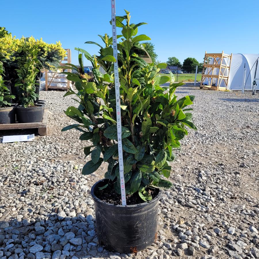 Prunus laurocerasus Greenfinity