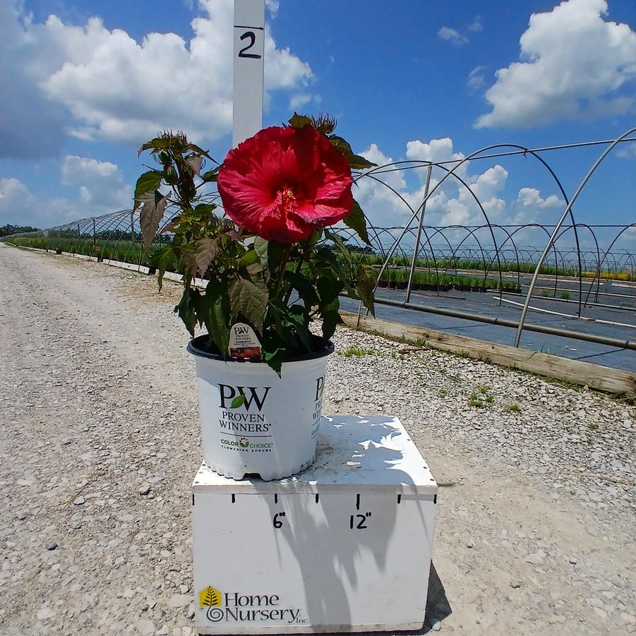 Hibiscus x Summerific® Valentine's Crush