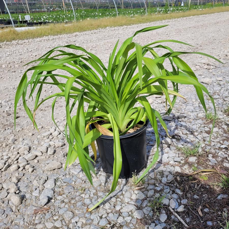 Hemerocallis 'Little Business'