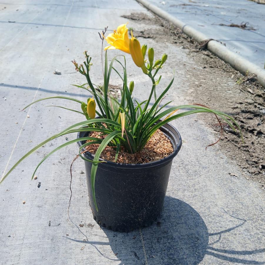 Hemerocallis 'Mini Stella'