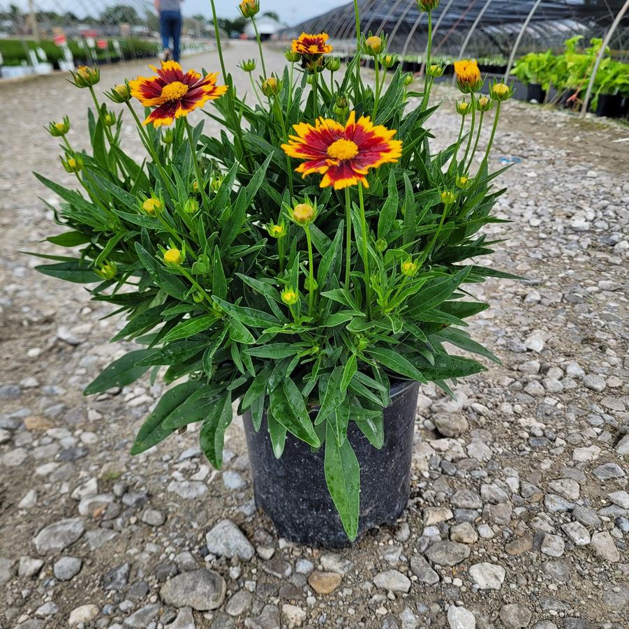 Coreopsis x Uptick&trade; Red