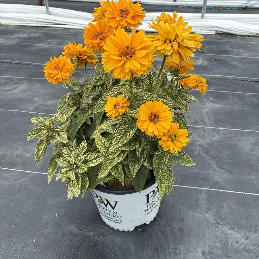 Heliopsis 'Bit of Honey'