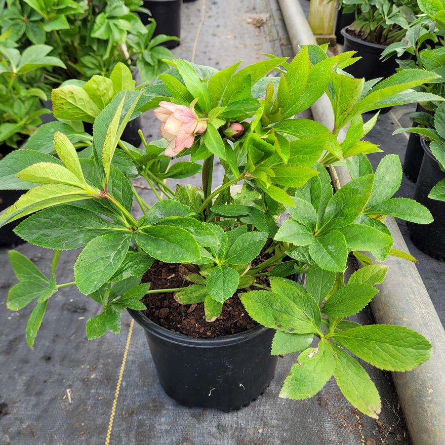 Helleborus x Honeymoon® 'Sandy Shores'