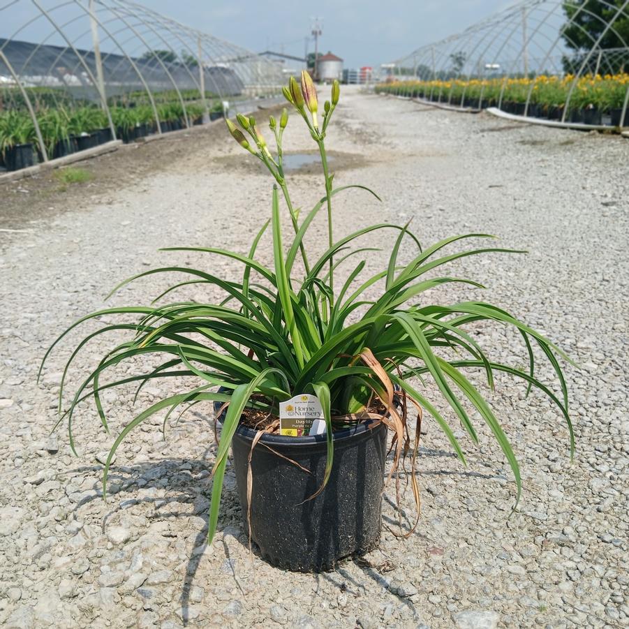 Hemerocallis 'Purple d'Oro'