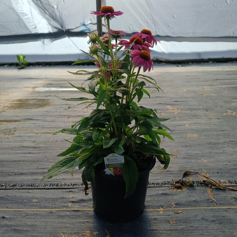 Echinacea purpurea PowWow&reg; 'Wild Berry'