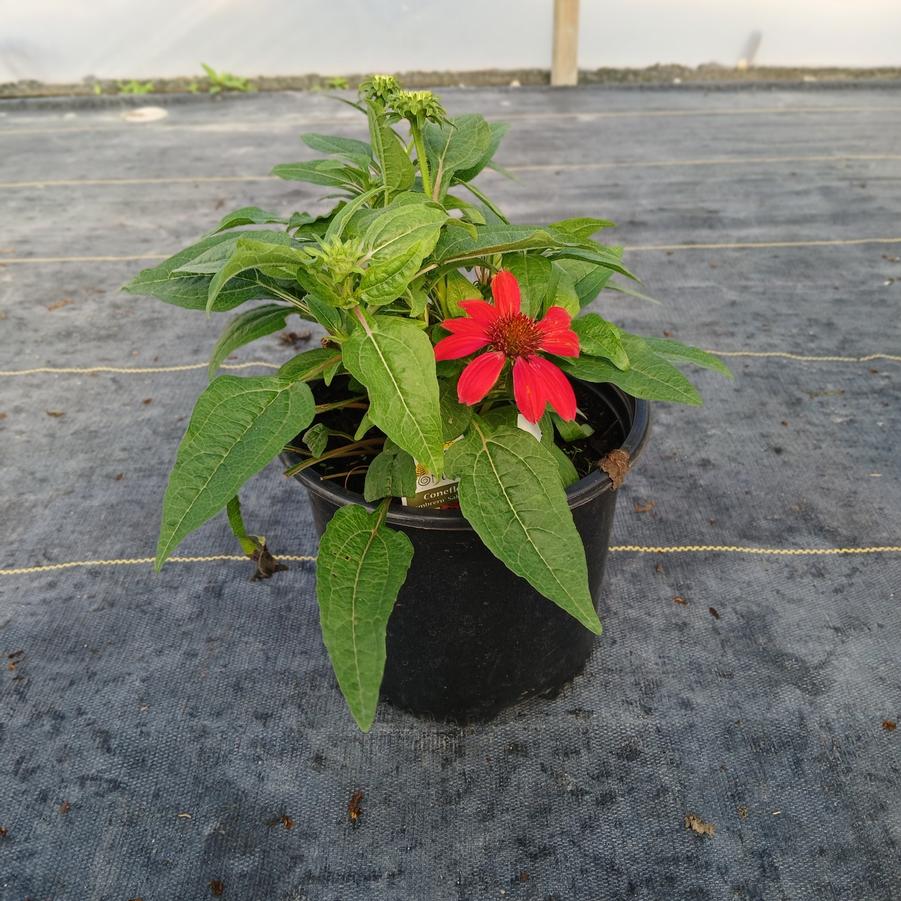 Echinacea x Sombrero&reg; Salsa Red