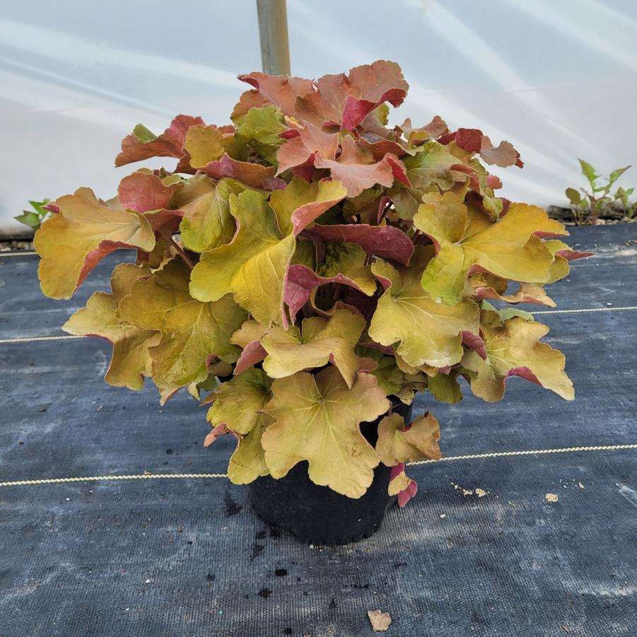 Heuchera x 'Caramel'