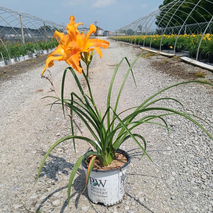 Hemerocallis Rainbow Rhythm&reg; Primal Scream