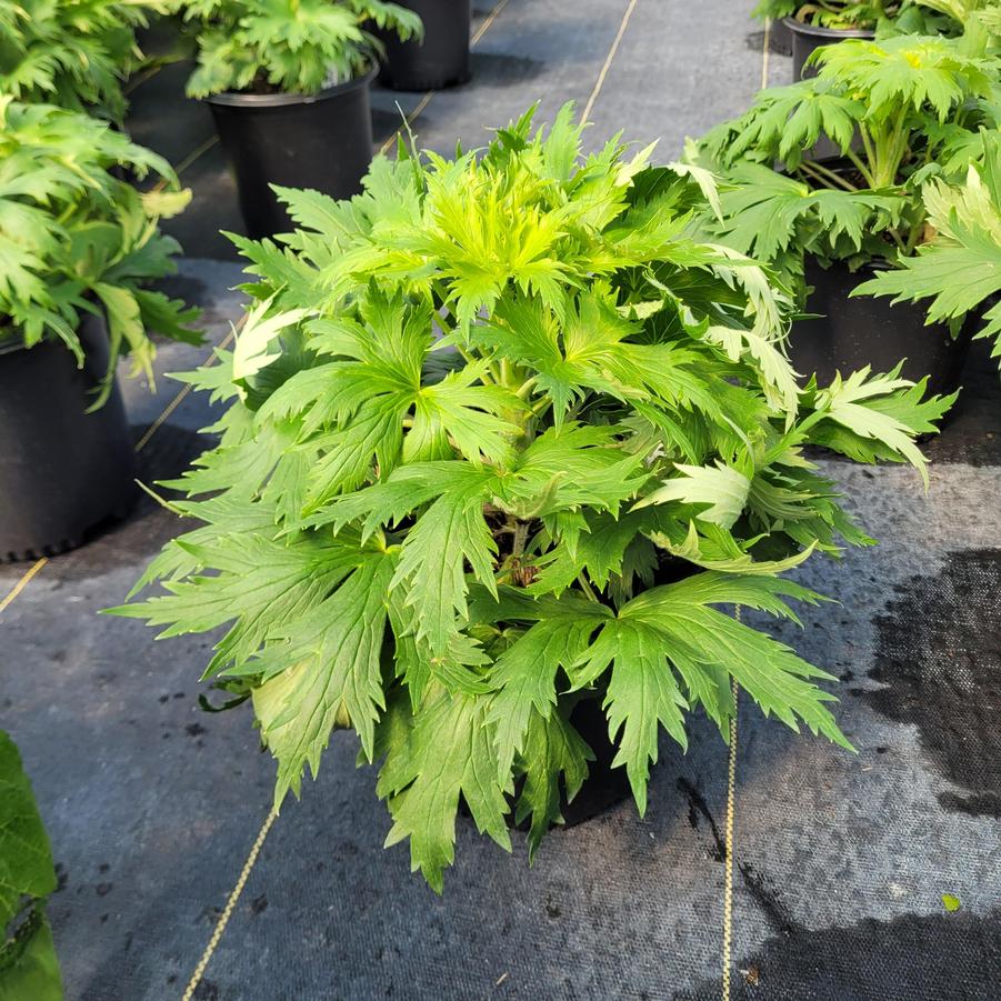 Delphinium x 'Red Lark'