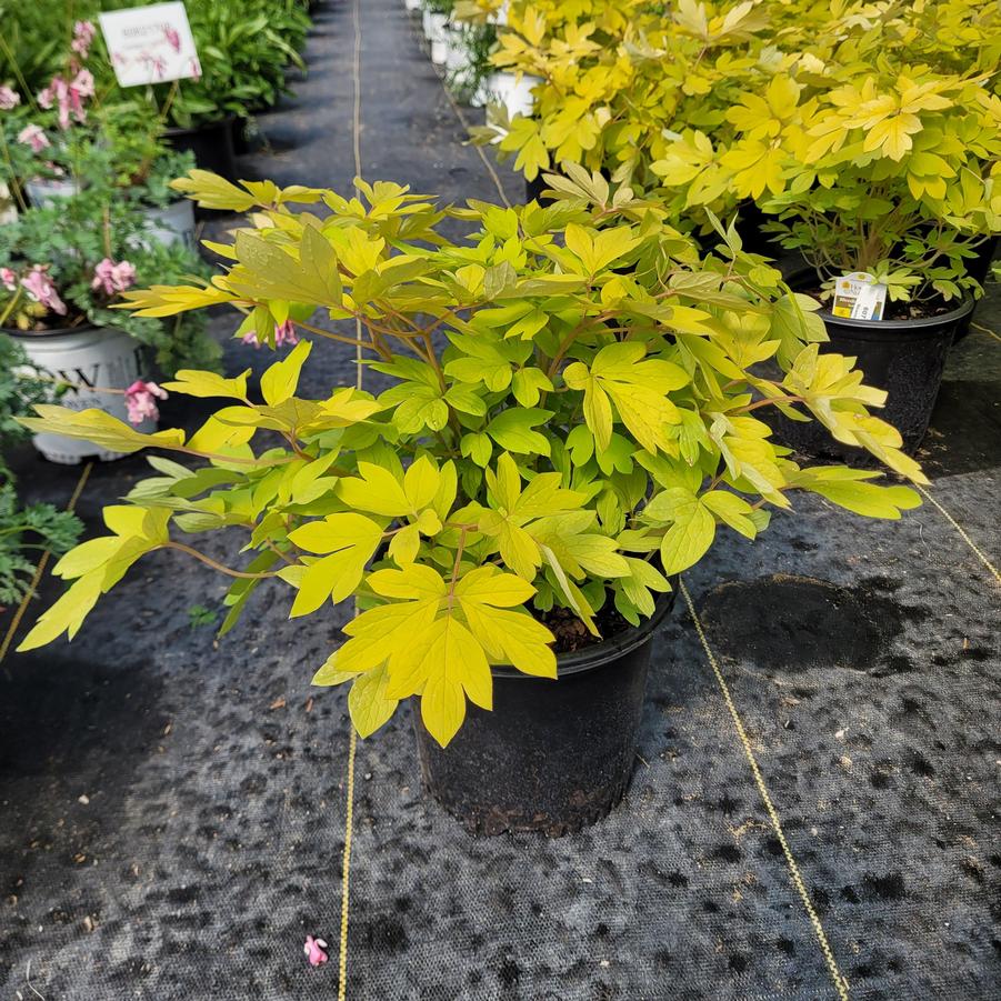 Dicentra spectabilis 'Gold Heart'