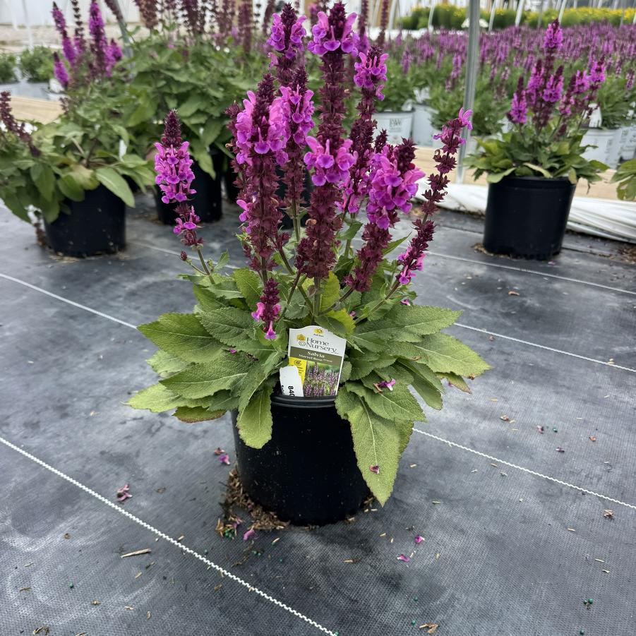 Salvia nemerosa 'Rose Marvel'