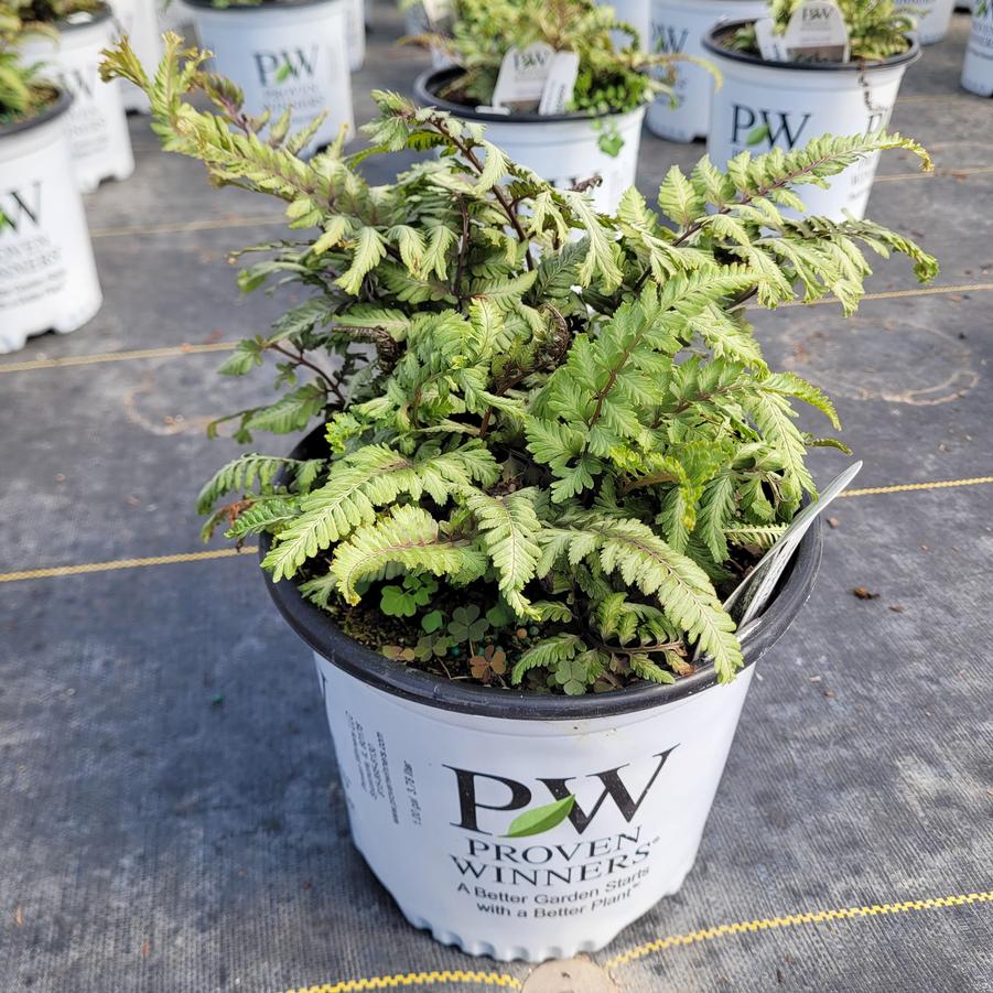 Athyrium niponicum 'Crested Surf'
