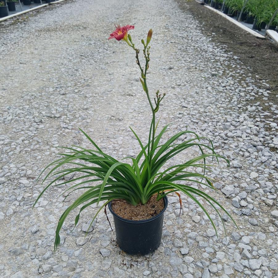 Hemerocallis 'Ruby Stella'