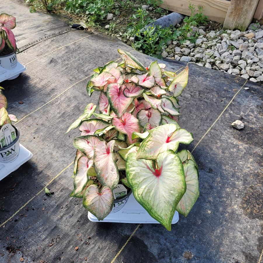 Caladium hortulanum Heart to Heart® 'White Wonder'