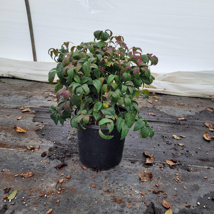 Nandina domestica 'Firepower'