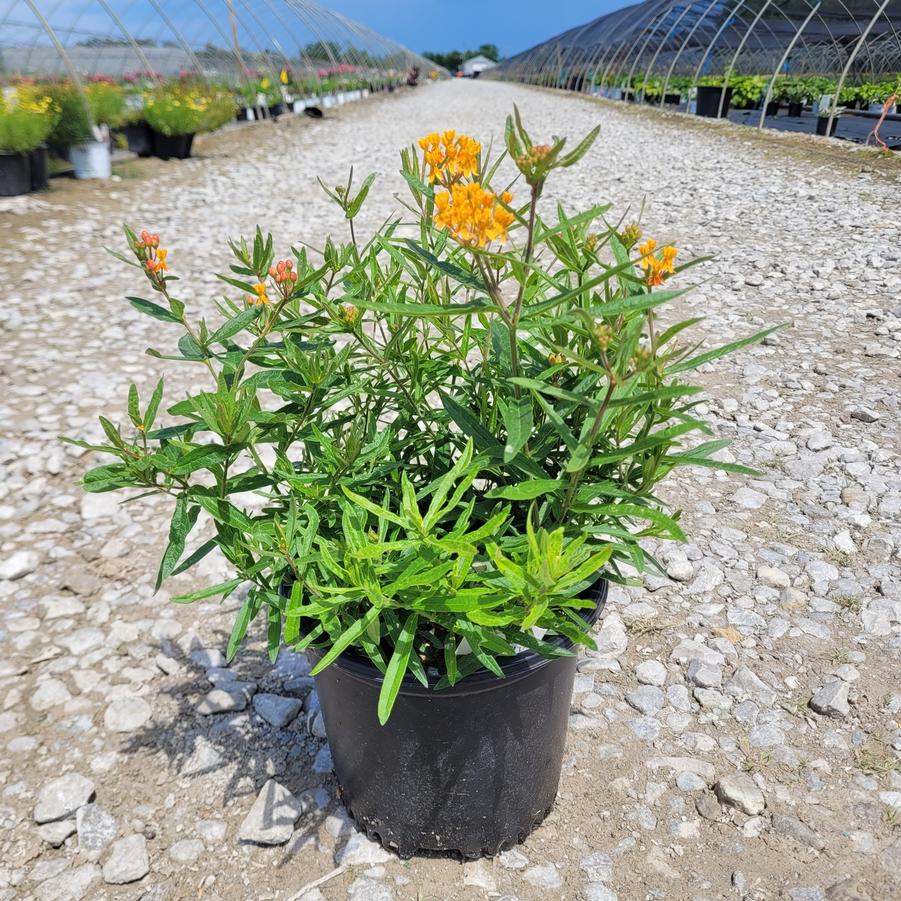 Asclepias tuberosa 