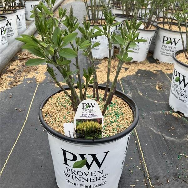 Baptisia x Decadence&reg; 'Lemon Meringue'