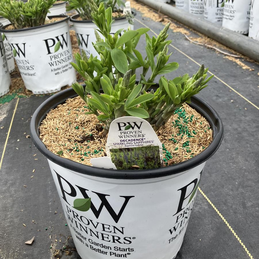 Baptisia x Decadence&reg; 'Sparkling Sapphires'