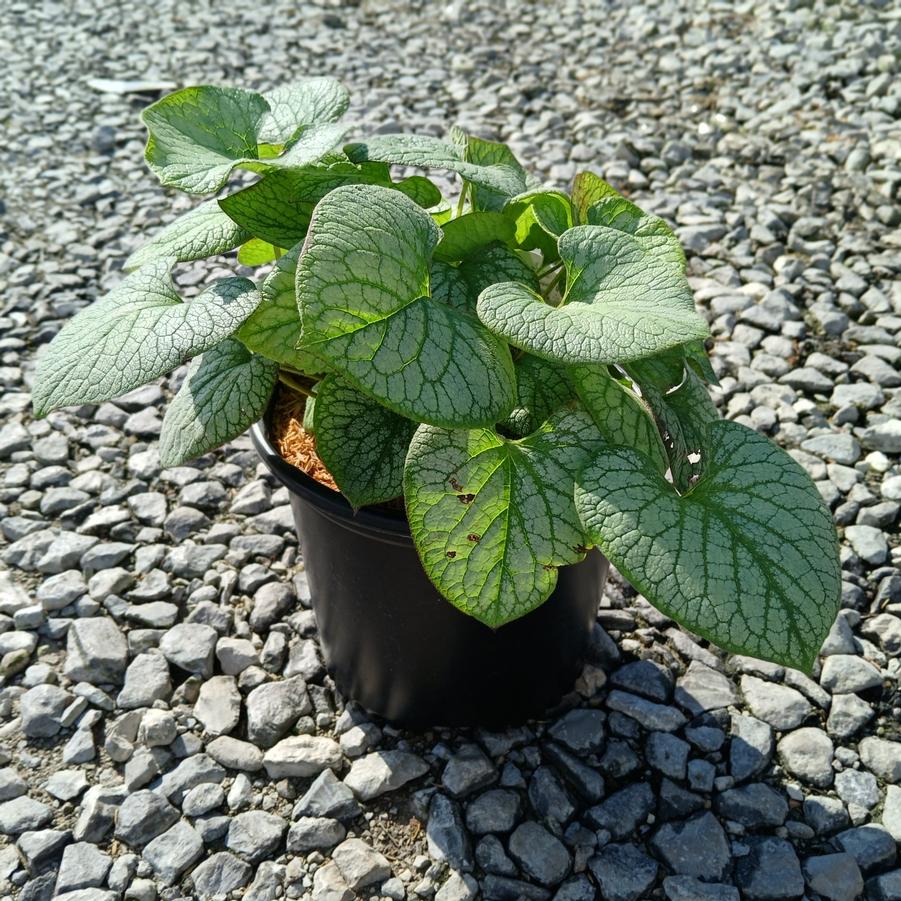 Brunnera macrophylla 'Jack Frost'