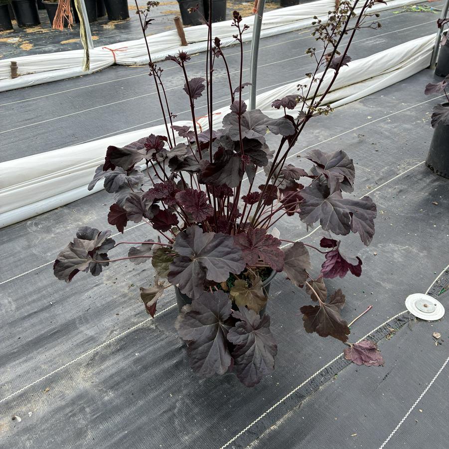 Heuchera x 'Obsidian'