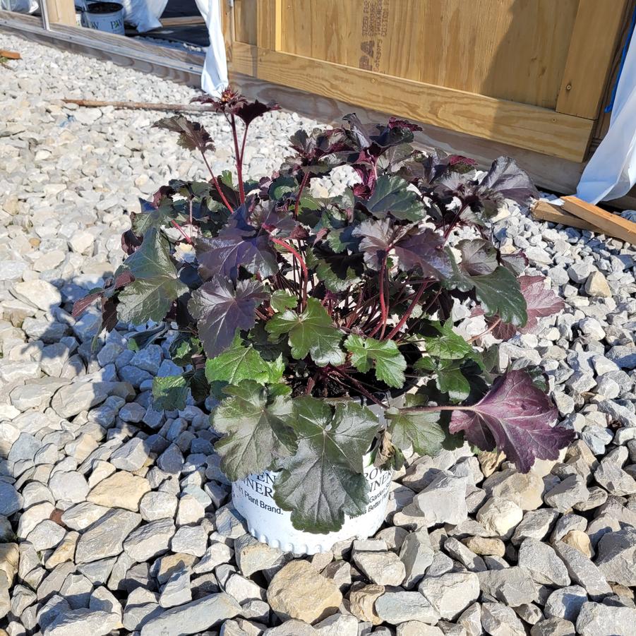 Heuchera x Primo&reg; 'Black Pearl'