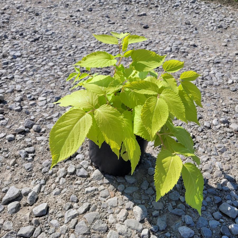 Aralia cordata 'Sun King'