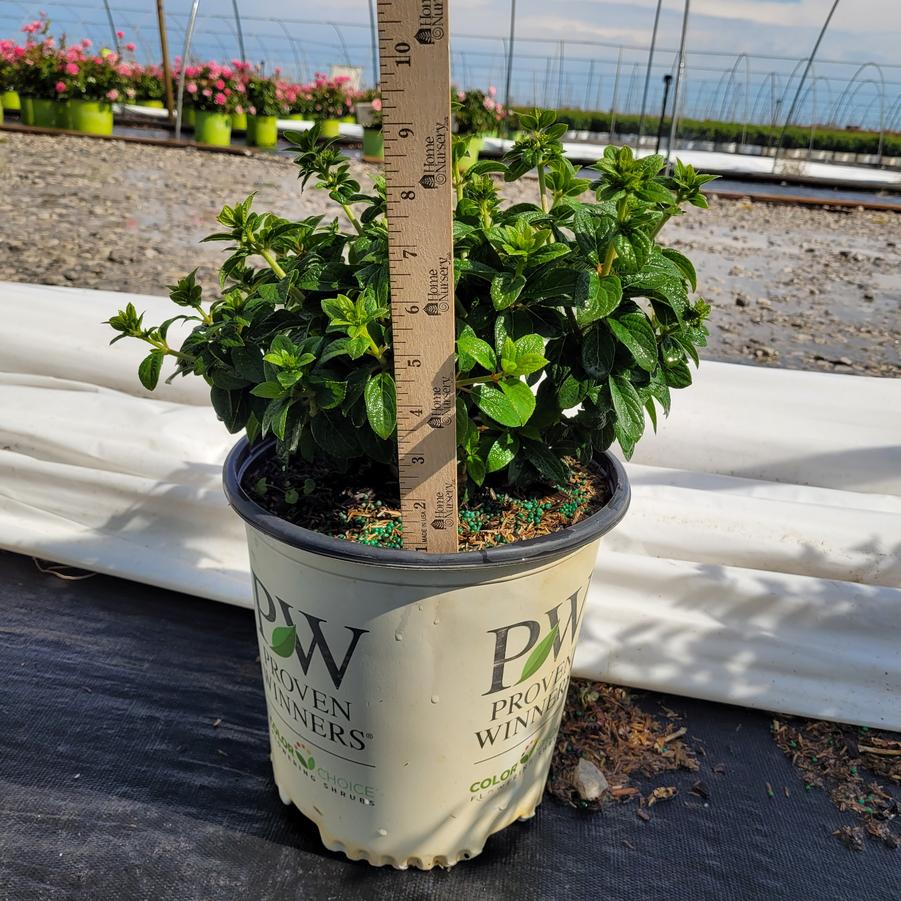 Hydrangea paniculata Tiny Quick Fire™