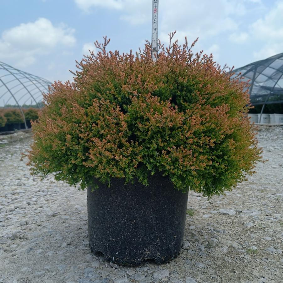 Thuja occidentalis Fire Chief™