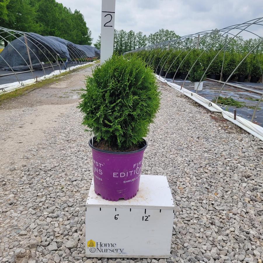 Thuja occidentalis Planet Earth™