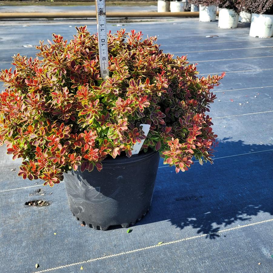 Berberis thunbergii f. atropurpurea 'Admiration'